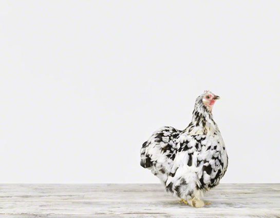 SilkyChickenNo