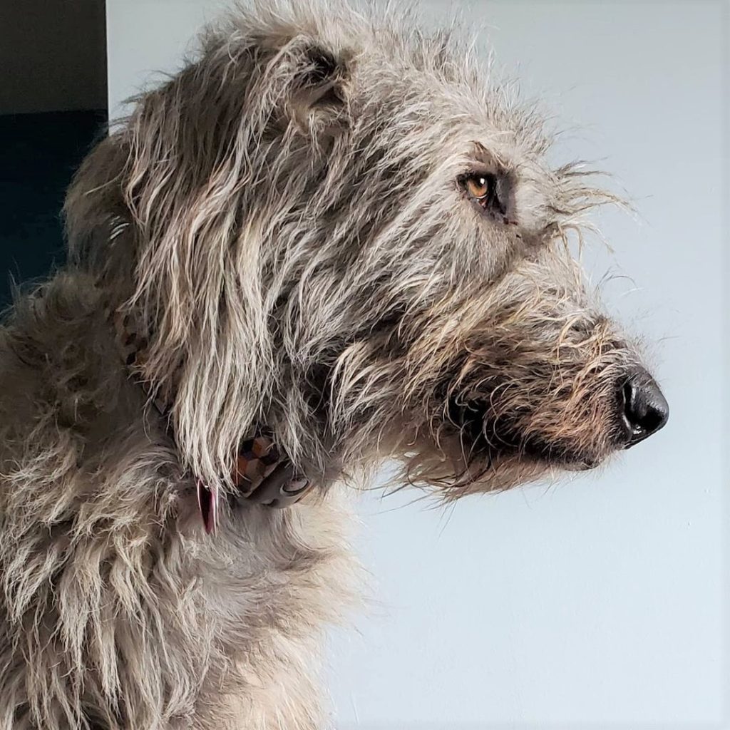 dog portrait