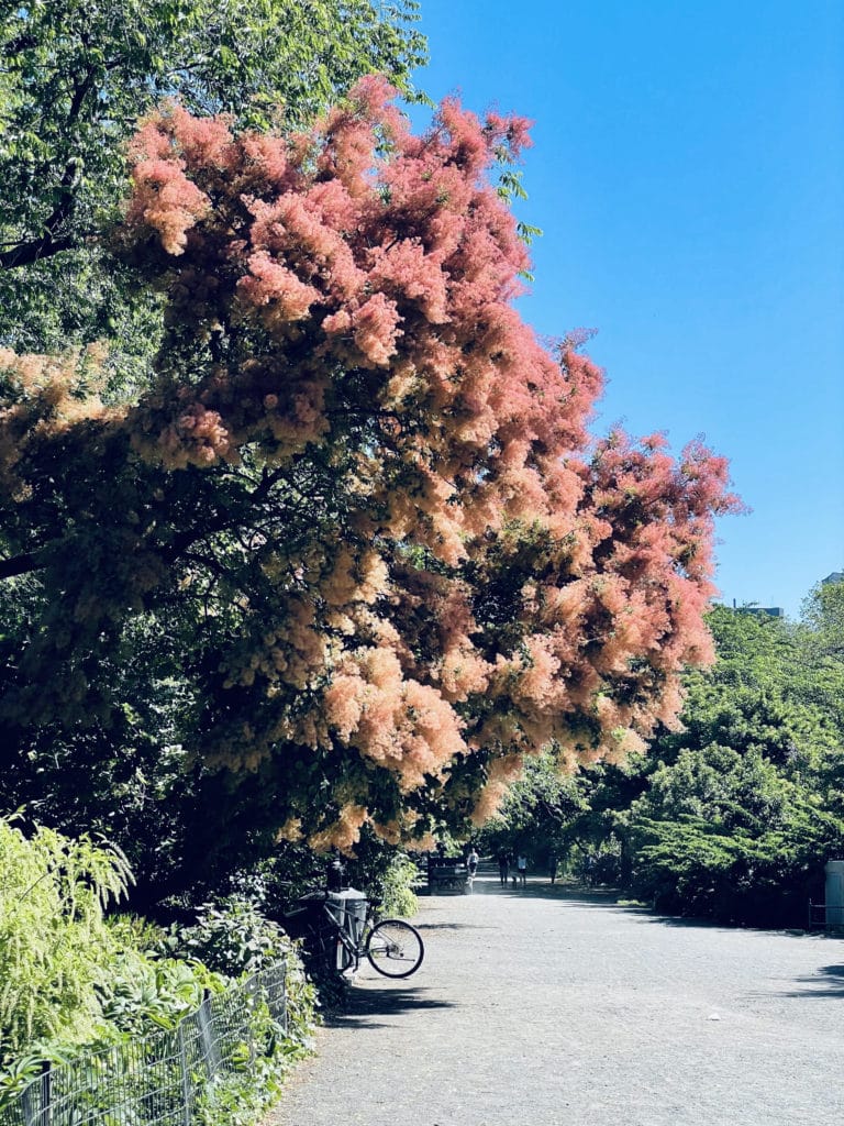 central park in summer by jackie o reservoir