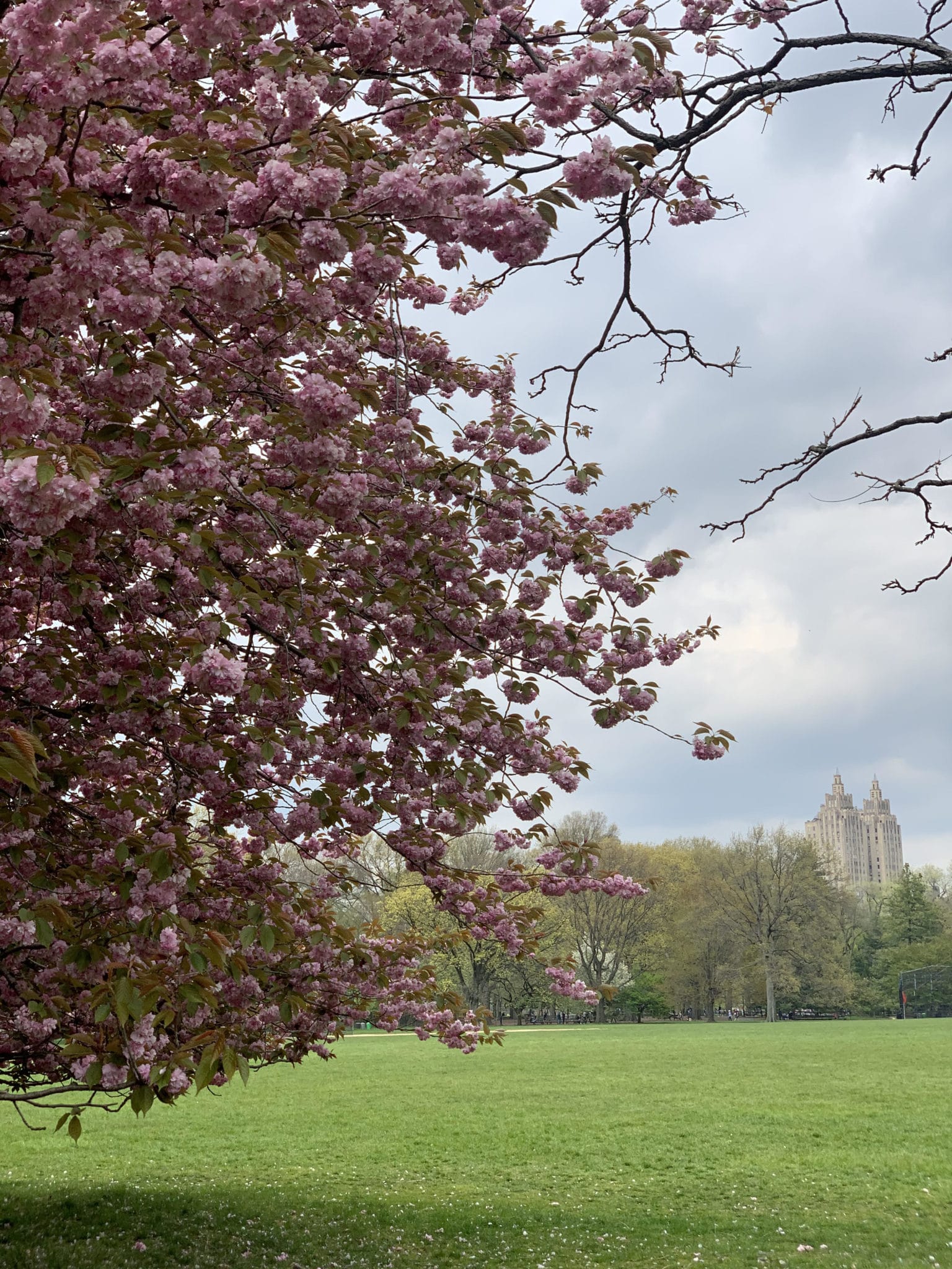great lawn, central park, in spring