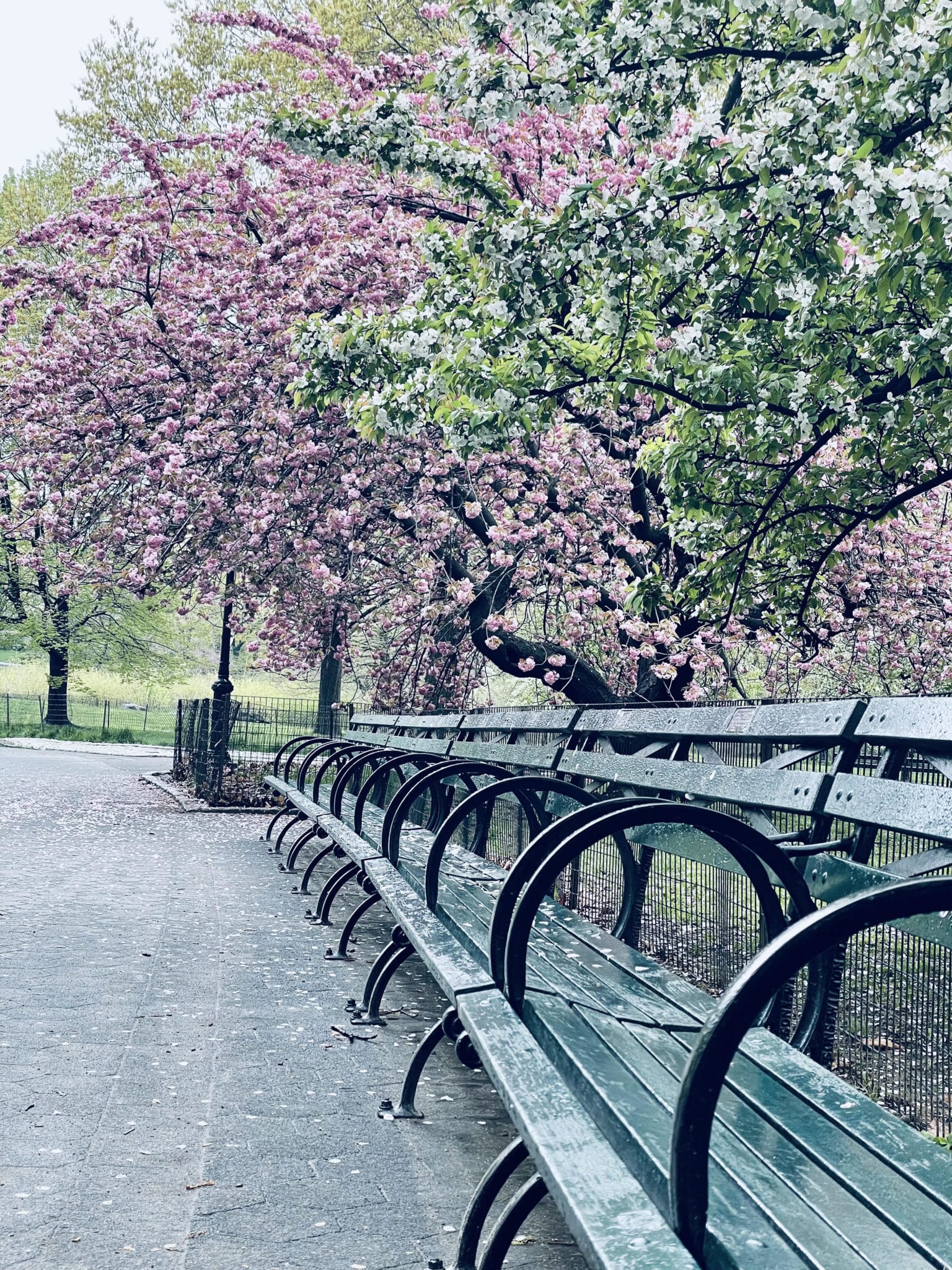central park in spring