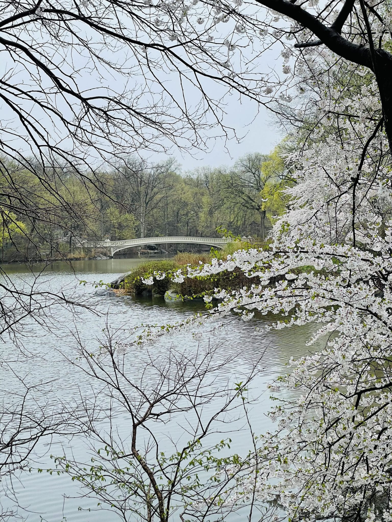 central park in spring