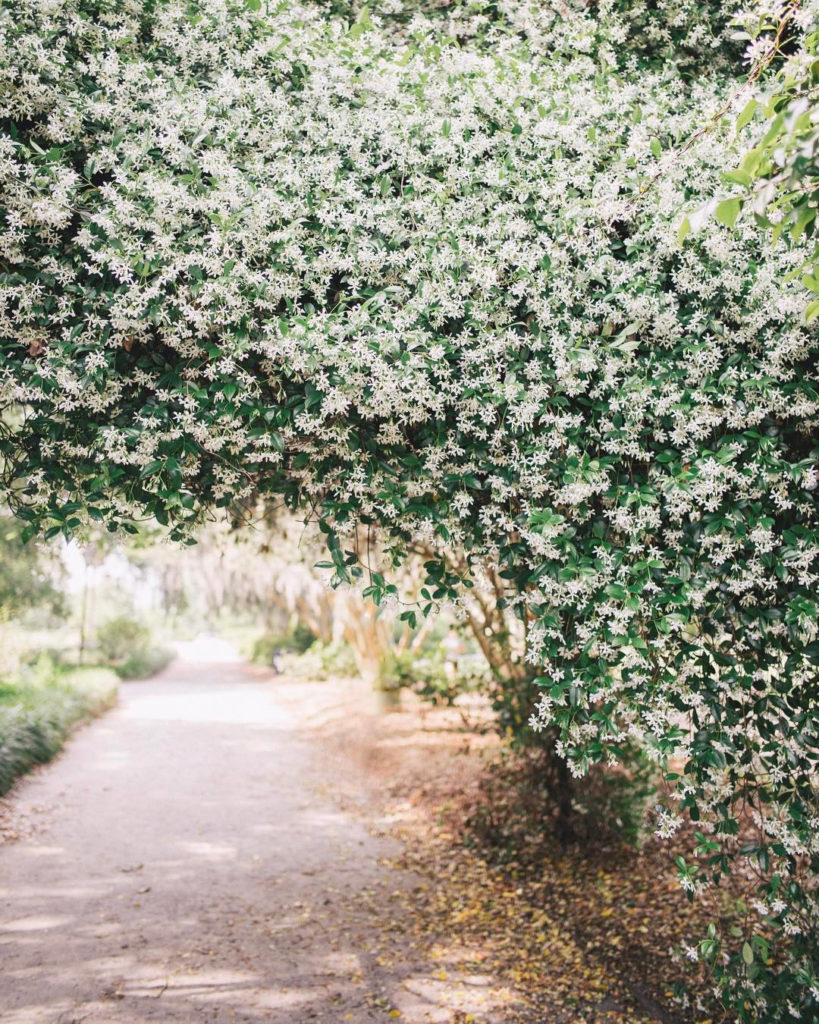 jasmine path