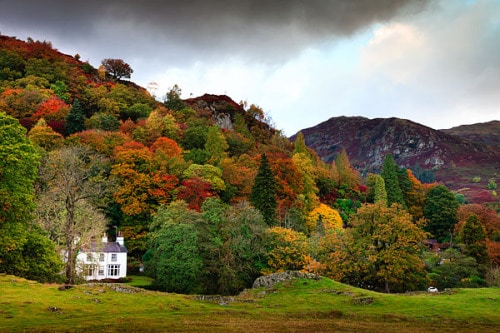 fall foliage