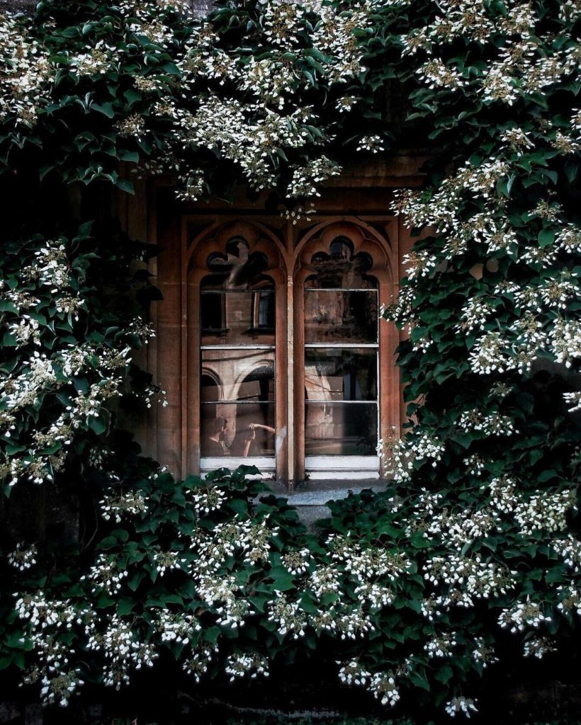 window with ivy