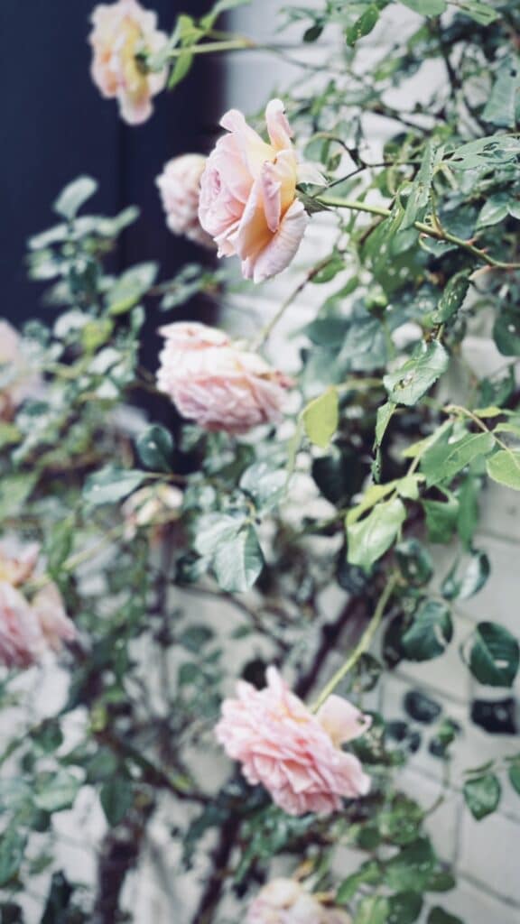 The Fashion Magpie Replantings