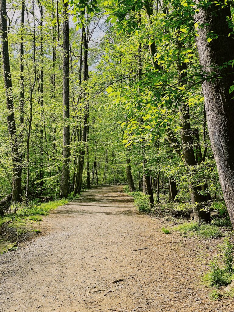 forest trail