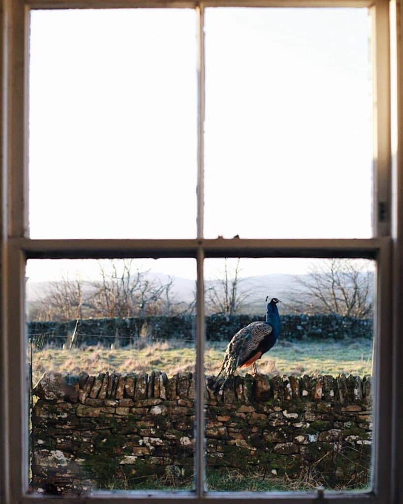 fall bird outside window