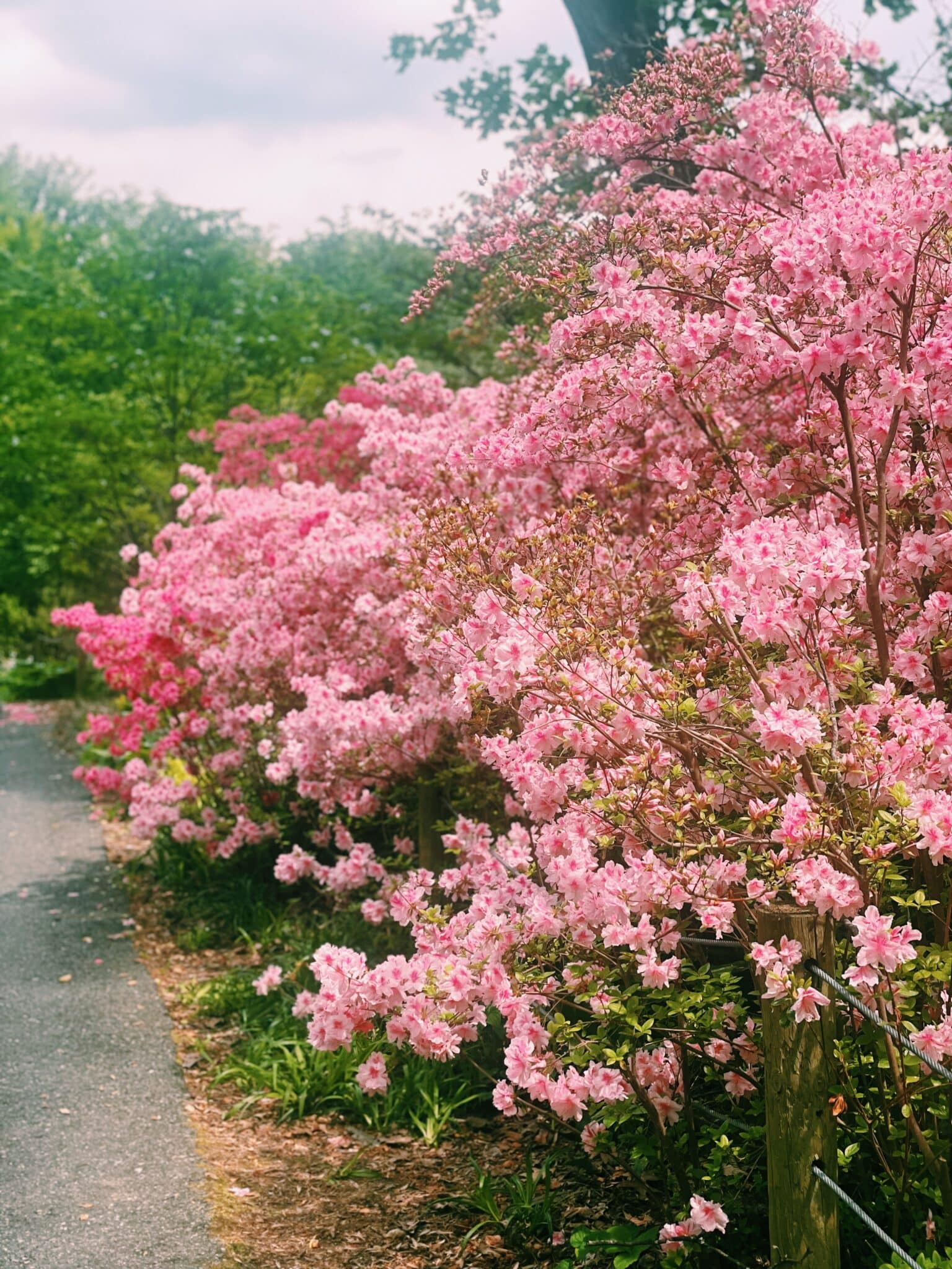 brookside gardens