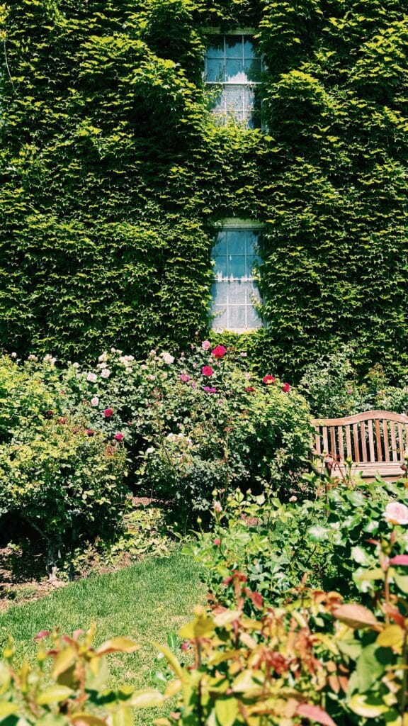 roses against wall of ivy